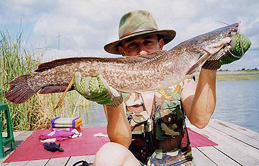 Record photograph for Clarias macrocephalus